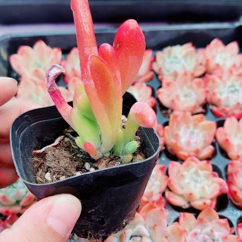 带盆火狐狸4厘米左右满9.9元包邮多肉植物