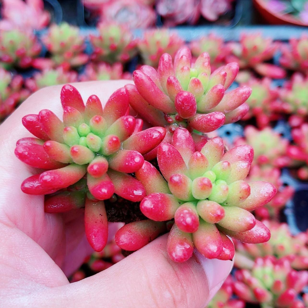 小虹之玉3厘米左右满9.9元包邮多肉植物