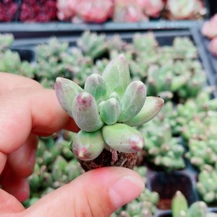 千代田之松 星空 3厘米左右满9.9元包邮多肉植物