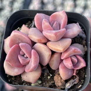 带盆3头彩虹糖4厘米左右满9.9元 多肉植物 包邮