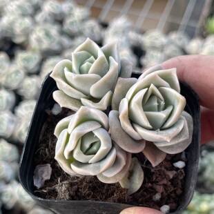 带盆3头可爱玫瑰4厘米左右满9.9元 多肉植物 包邮