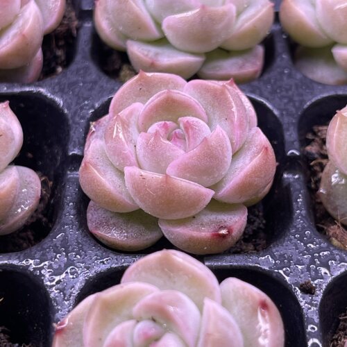 小琴音3厘米左右满9.9元包邮多肉植物