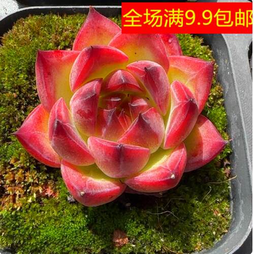 （满9.9元包邮）带盆精控篝火3厘米左右 多肉植物tm