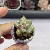 小象牙3厘米左右满9.9元 包邮 多肉植物