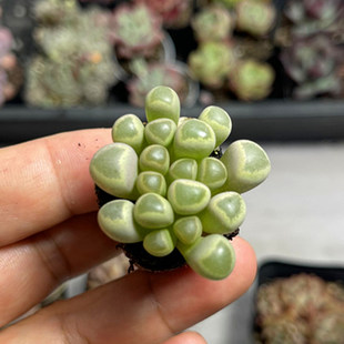 小五十铃玉3厘米左右 满9.9元包邮多肉植物