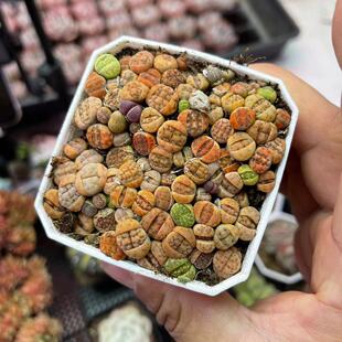 多肉植物 包邮 方盆pp生石花 满9.9元