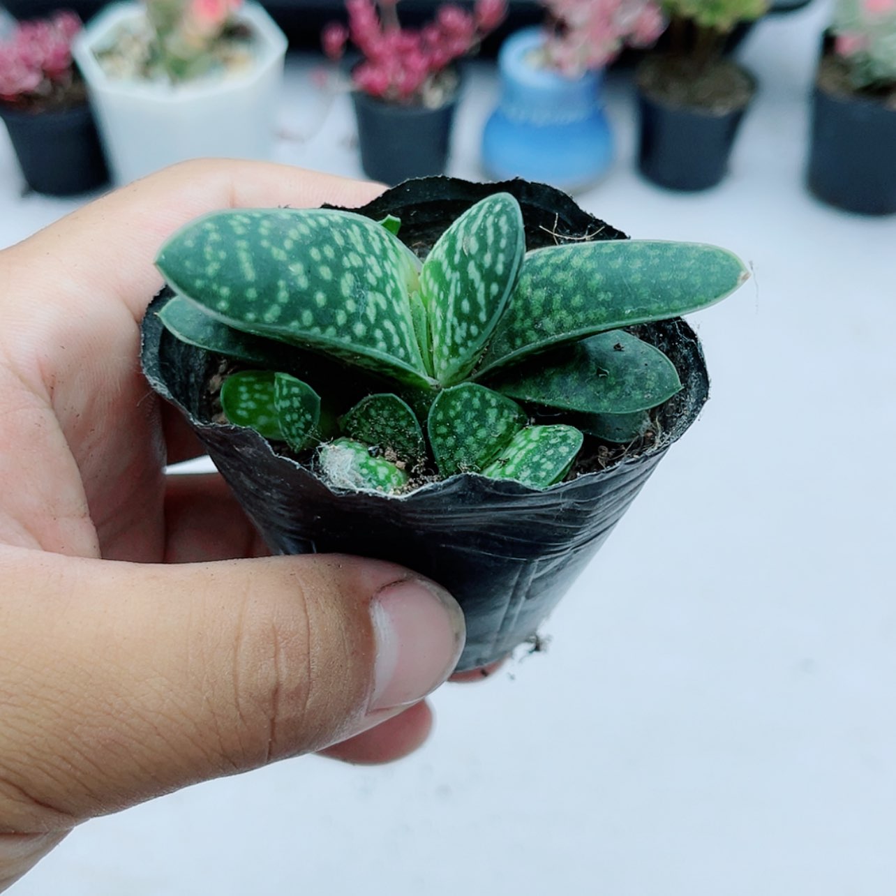 带盆子宝4厘米左右   满9.9元包邮多肉植物
