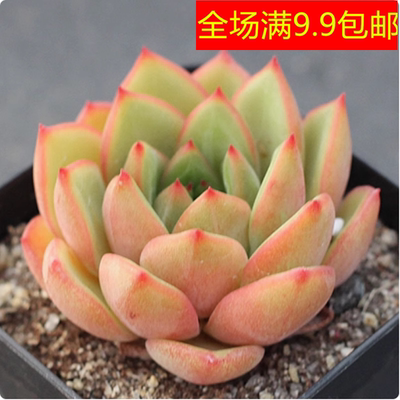 一颗华美多肉 4厘米左右满9.9元包邮多肉植物