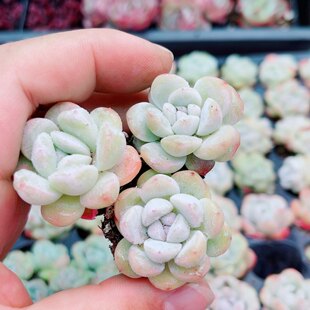 一颗小冰玉3厘米左右满9.9元包邮多肉植物