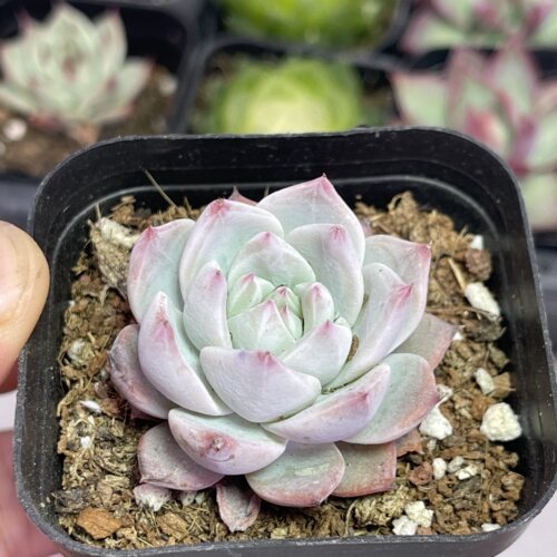 方盆粉蓝鸟4厘米左右满9.9元包邮多肉植物