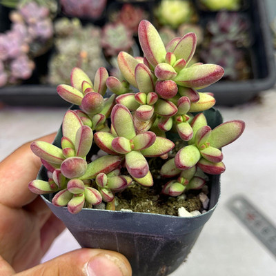 带盆小天狗5厘米左右 多肉植物  满9.9元包邮多肉植物