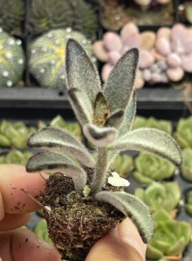 黑兔耳3厘米左右多肉植物满9.9元包邮