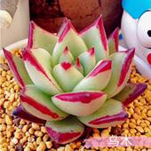 包邮 小乌木3厘米左右 满9.9元 多肉植物