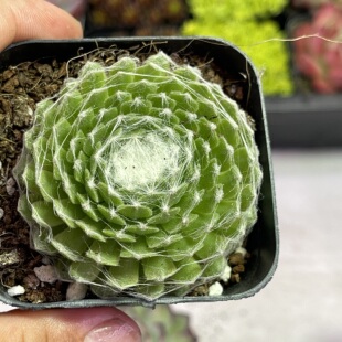 带盆蛛丝卷卷5厘米左右满9.9元包邮多肉植物