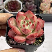 带盆红颜5厘米左右满9.9元 包邮 多肉植物