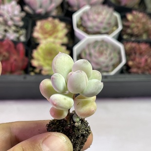 苹果奶3厘米左右满9.9元 多肉植物 包邮