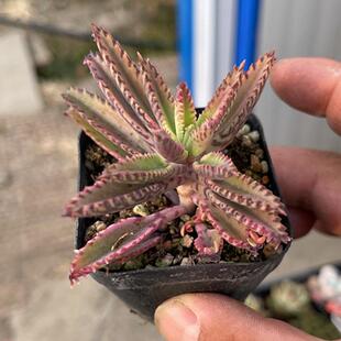 棒叶不死鸟锦  满9.9元包邮多肉植物