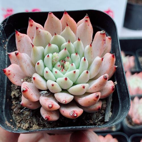 带盆绿爪4厘米左右满9.9元包邮多肉植物