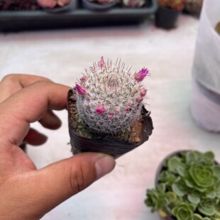 多肉植物 包邮 玉翁 满9.9元