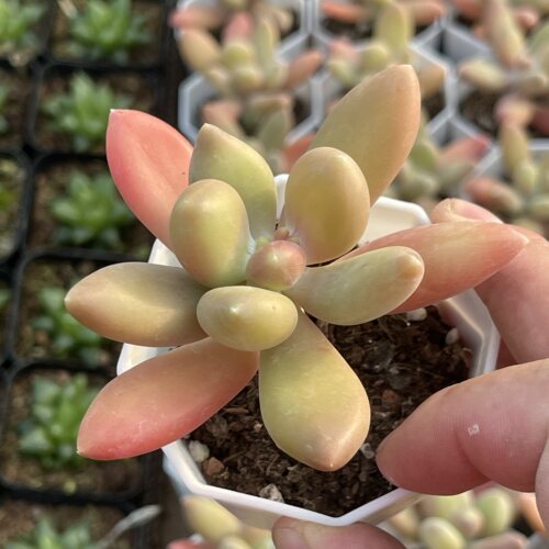 带盆芒果奶4厘米左右满9.9元包邮多肉植物