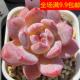 包邮 小粉笔 3厘米左右满9.9元 多肉植物