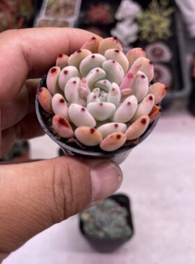 带盆雪爪 血爪 4厘米左右满9.9元包邮多肉植物