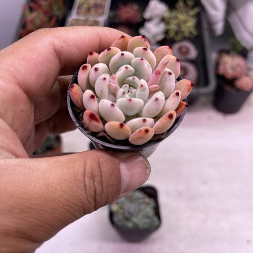 带盆雪爪 血爪 4厘米左右满9.9元包邮多肉植物