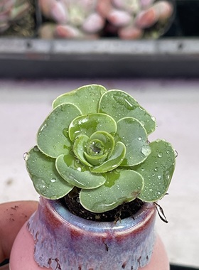 小耶罗玫瑰3厘米左右满9.9元包邮多肉植物