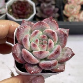 带盆野卡5厘米左右满9.9元 包邮 多肉植物