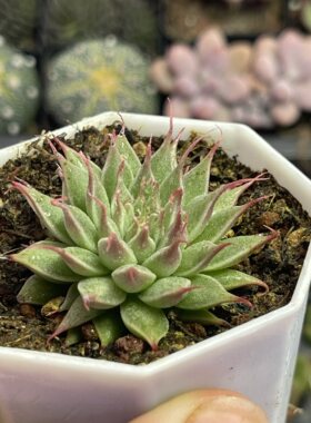 带盆银星5厘米左右多肉植物满9.9元包邮
