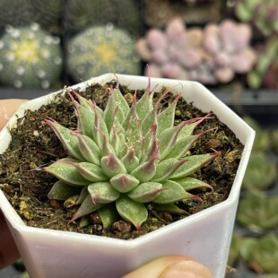 带盆银星5厘米左右多肉植物满9.9元包邮