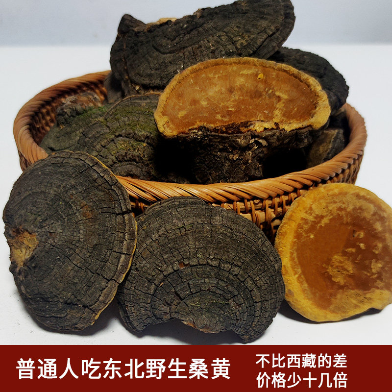 东北桑黄长白山山脉暴马丁香桑黄火木鲍氏层孔菌500克袋装切片