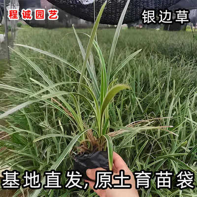 银边草麦冬小盆栽丽蚌草庭院绿化观赏草吊兰吉祥草银边兰草沿阶草