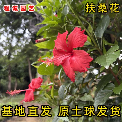 朱槿花扶桑花苗盆栽开花阳台庭院长舌花木槿大红花扶桑花树苗
