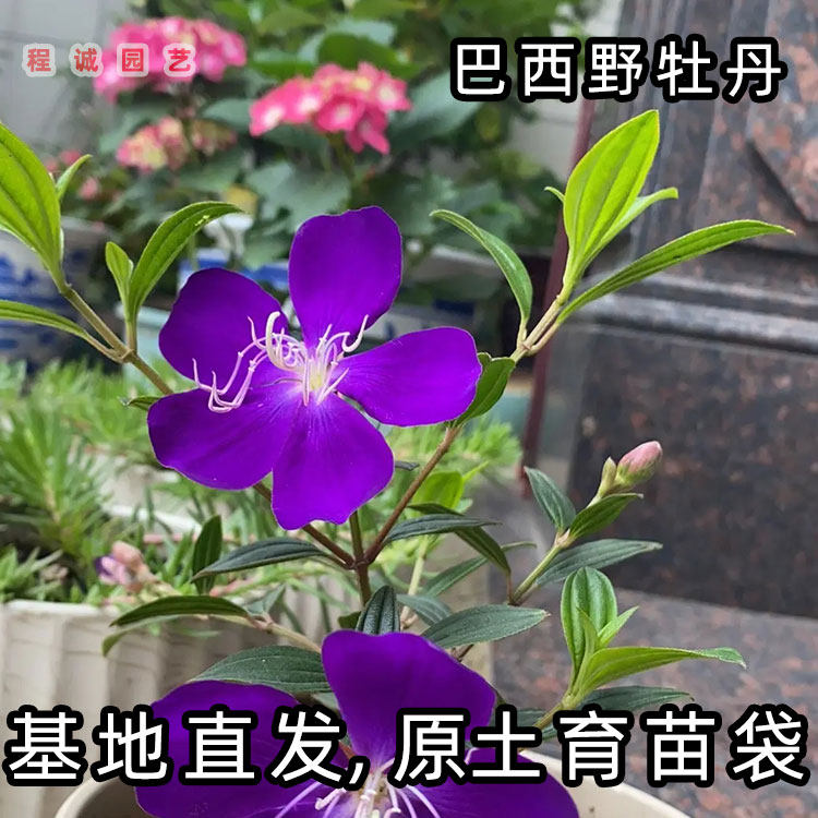 巴西野牡丹花小袋苗开花紫牡丹
