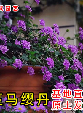 马缨丹花苗五色梅五彩花