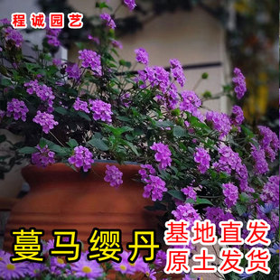 蔓马缨丹花苗驱蚊虫植物四季盆栽庭院阳台小草花卉植物紫花马缨丹