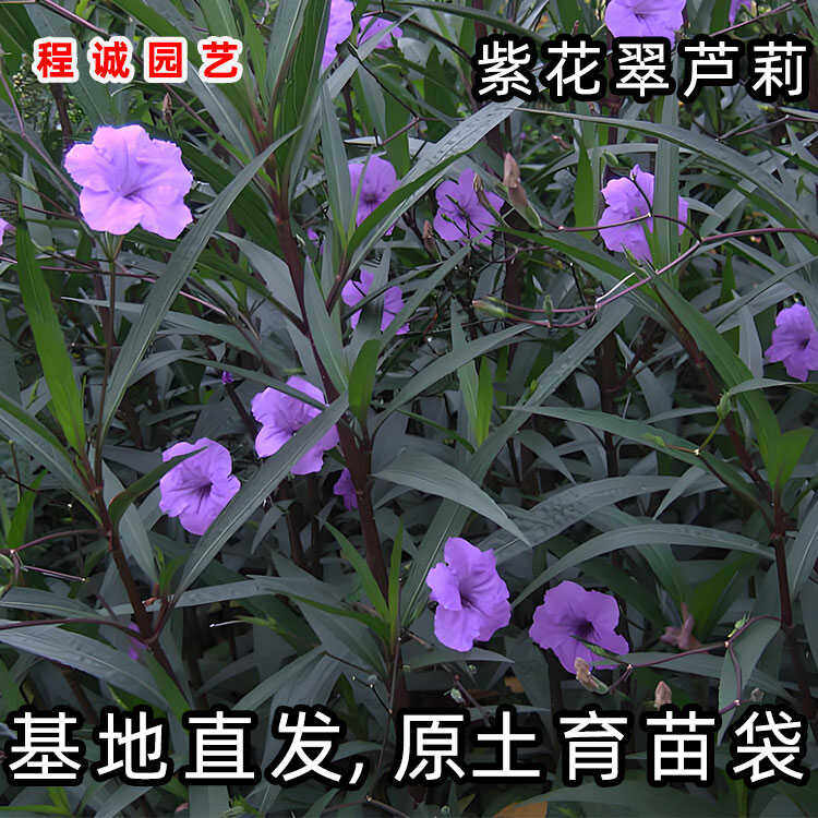 紫花翠芦莉高杆花卉四季开花蓝草花耐旱耐热庭院兰花草芦莉草盆栽