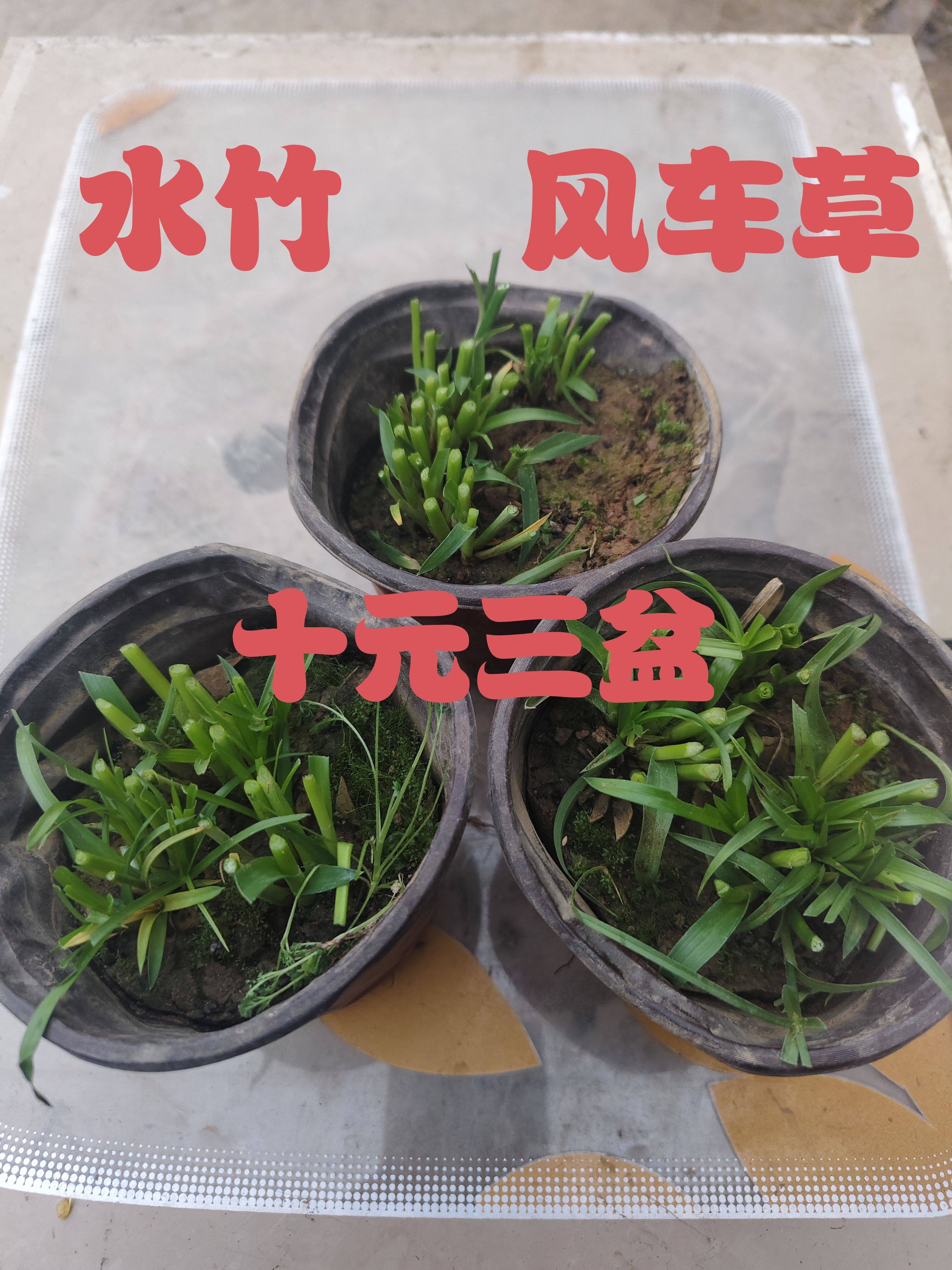 水竹水养水培竹子盆栽耐旱耐阴鱼缸水池塘旱伞C草富贵竹花卉米竹