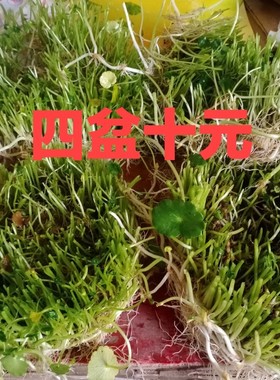 铜钱草水培盆栽室内室外花卉招财金钱草绿植吸甲醛绿植大叶子植物