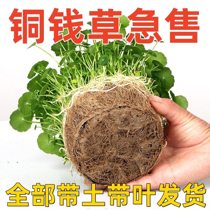 【带叶带土发货】带叶铜钱草土培盆栽室内办公室懒人桌面绿植花卉