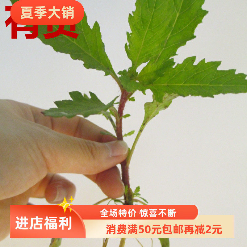 土荆芥 用途见百科草本植物春夏种植中药材家庭美观盆栽草药苗