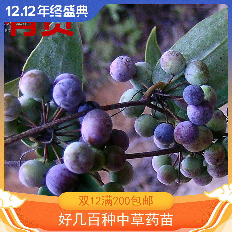 土茯苓冷饭团硬饭头红土苓山硬硬全年药材种植盆栽绕藤中草药苗