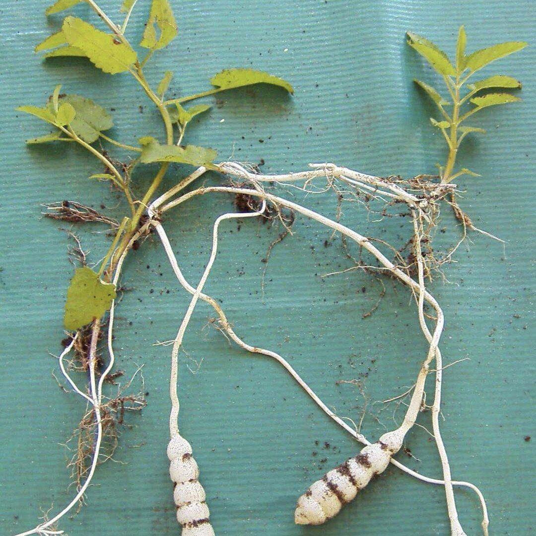 甘露子 草食蚕宝塔菜地蚕土人参螺蛳菜地母罗汉菜中草药种植药苗