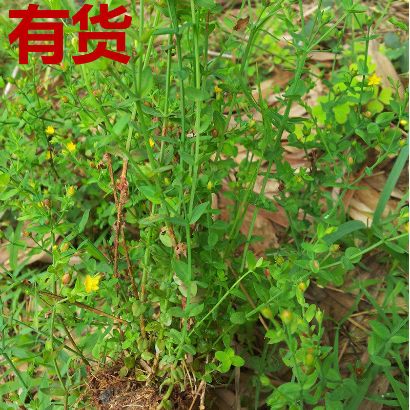 田基黄地耳草观音莲降龙草蛇细草还魂春夏秋种植绿化盆栽草药苗_虎窝淘