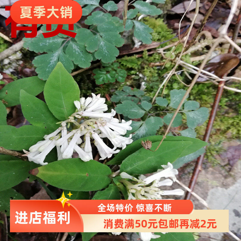 蛇根草 天青地红 自来血经草 四季花雪里梅活血丹血贯肠草药苗