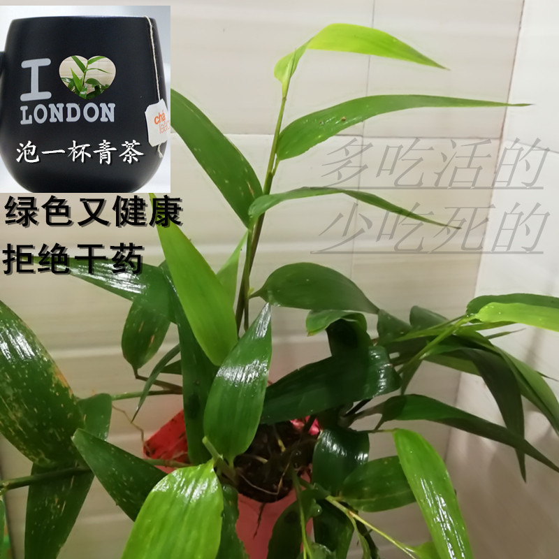 淡竹叶竹叶门冬青迷身草山鸡米金竹叶长竹叶山冬地竹淡竹米林下竹