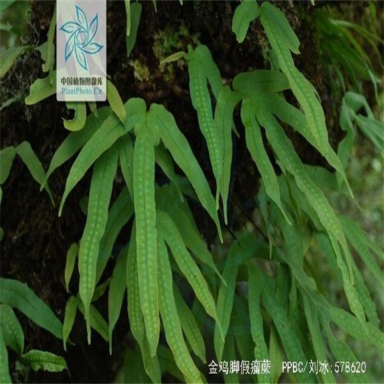 金鸡脚 鸭爪掌鹅掌金星独脚金鸡植物趣味阳台庭院浙药中草药苗