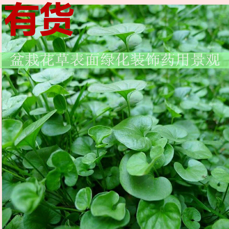 马蹄金植物盆栽绿化景观草坪四季种植小草药材苗装饰办公桌美观