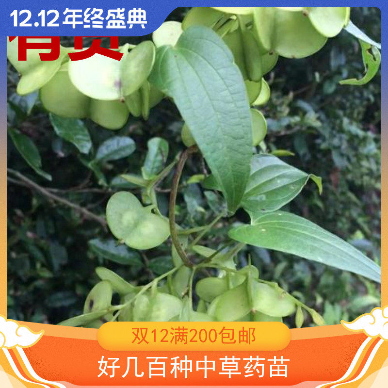 薯蓣浙药中药尖叶薯蓣家庭阳台藤中草药苗带根易活造景根苗小绿植